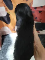 Wynn, a female Dachshund for sale in Tuscaloosa, AL – Photo 2 of 4