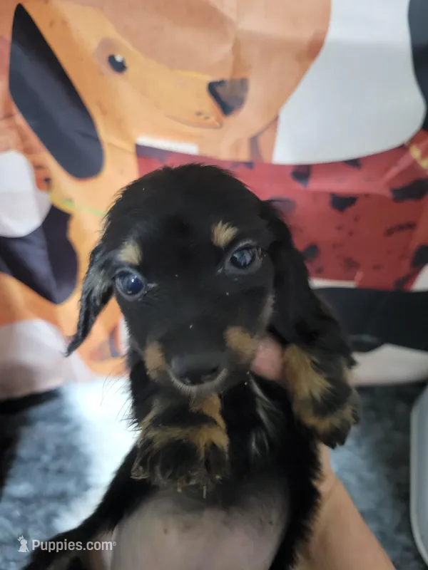 Wynn – Dachshund puppy for sale in Tuscaloosa, AL