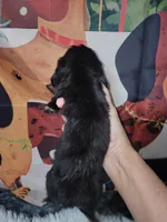 Wynn, a female Dachshund for sale in Tuscaloosa, AL – Photo 4 of 4