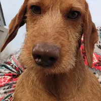 Quixote, AKC wirecoat, a male Dachshund for sale in Tuscaloosa, AL – Photo 1 of 5