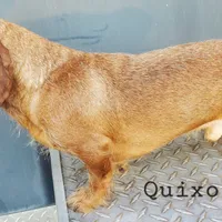 Quixote, AKC wirecoat, a male Dachshund for sale in Tuscaloosa, AL – Photo 5 of 5