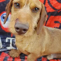 Quixote, AKC wirecoat, a male Dachshund for sale in Tuscaloosa, AL – Photo 4 of 5