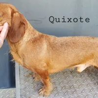 Quixote, AKC wirecoat, a male Dachshund for sale in Tuscaloosa, AL – Photo 2 of 5