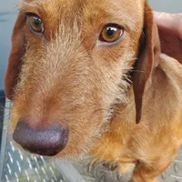 Quixote, AKC wirecoat, a male Dachshund for sale in Tuscaloosa, AL – Photo 3 of 5