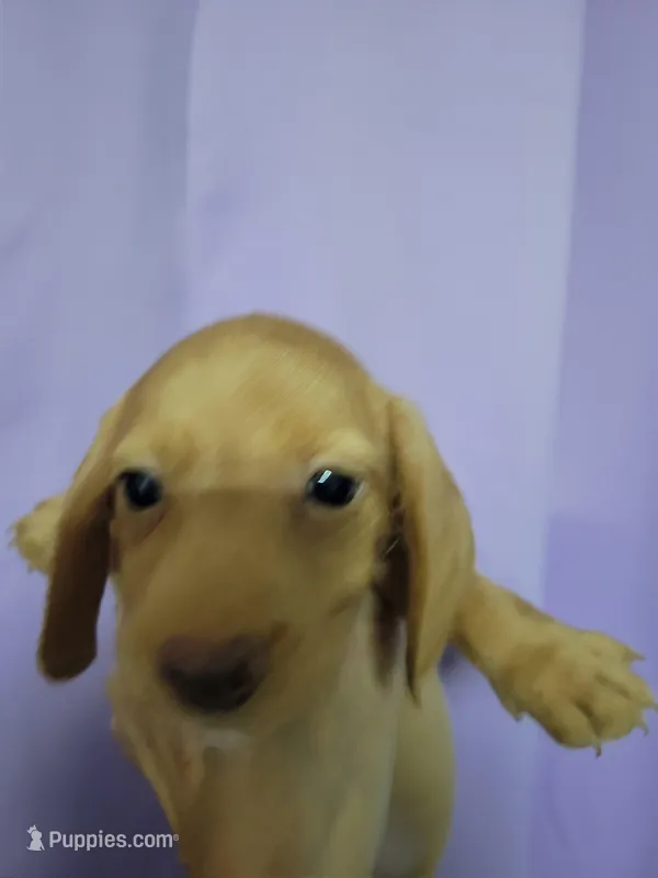 Chitty, wirehair, AKC – Miniature Dachshund puppy for sale in Tuscaloosa, AL