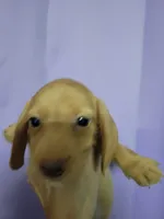 Chitty, wirehair, AKC, a female Miniature Dachshund for sale in Tuscaloosa, AL – Photo 1 of 4