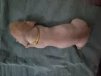 Chitty, wirehair, AKC, a female Miniature Dachshund for sale in Tuscaloosa, AL – Photo 4 of 4