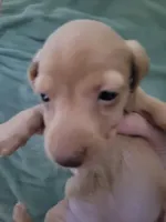 Chitty, wirehair, AKC, a female Miniature Dachshund for sale in Tuscaloosa, AL – Photo 3 of 4