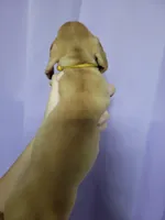 Chitty, wirehair, AKC, a female Miniature Dachshund for sale in Tuscaloosa, AL – Photo 2 of 4