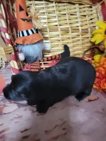 Lilo, a female Miniature Dachshund for sale in Tuscaloosa, AL – 3 of 8