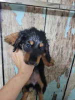 Gigi, long hair , a female Miniature Dachshund for sale in Tuscaloosa, AL – Photo 6 of 6