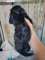 Gigi, long hair , a female Miniature Dachshund for sale in Tuscaloosa, AL – Photo 4 of 6