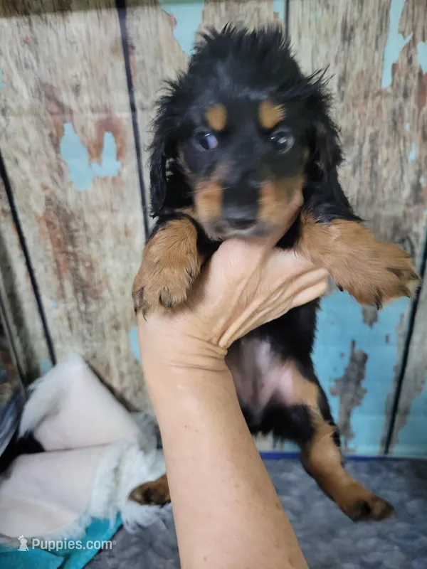 Gigi, long hair  – Miniature Dachshund puppy for sale in Tuscaloosa, AL