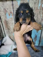 Gigi, long hair , a female Miniature Dachshund for sale in Tuscaloosa, AL – Photo 1 of 6