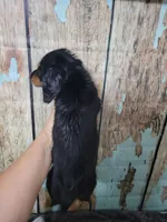 Gigi, long hair , a female Miniature Dachshund for sale in Tuscaloosa, AL – Photo 5 of 6