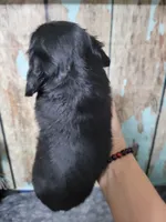 Gigi, long hair , a female Miniature Dachshund for sale in Tuscaloosa, AL – Photo 3 of 6