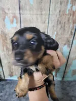 Gigi, long hair , a female Miniature Dachshund for sale in Tuscaloosa, AL – Photo 2 of 6
