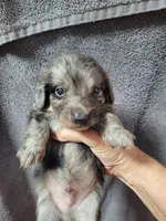 Memphis, AKC, a male Miniature Dachshund for sale in Tuscaloosa, AL – 2 of 4