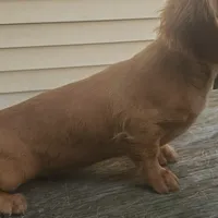 Prissy, piebald, AKC, a female Miniature Dachshund for sale in Tuscaloosa, AL – Photo 4 of 8