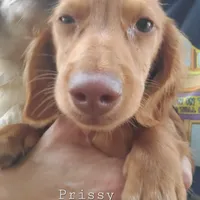 Prissy, piebald, AKC, a female Miniature Dachshund for sale in Tuscaloosa, AL – Photo 3 of 8