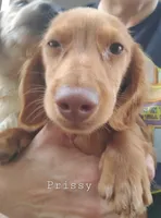 Prissy, piebald, AKC, a female Miniature Dachshund for sale in Tuscaloosa, AL – Photo 3 of 8