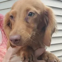 Prissy, piebald, AKC, a female Miniature Dachshund for sale in Tuscaloosa, AL – Photo 5 of 8