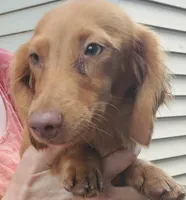 Prissy, piebald, AKC, a female Miniature Dachshund for sale in Tuscaloosa, AL – Photo 5 of 8