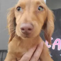 Prissy, piebald, AKC, a female Miniature Dachshund for sale in Tuscaloosa, AL – Photo 2 of 8