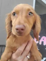 Prissy, piebald, AKC, a female Miniature Dachshund for sale in Tuscaloosa, AL – Photo 2 of 8