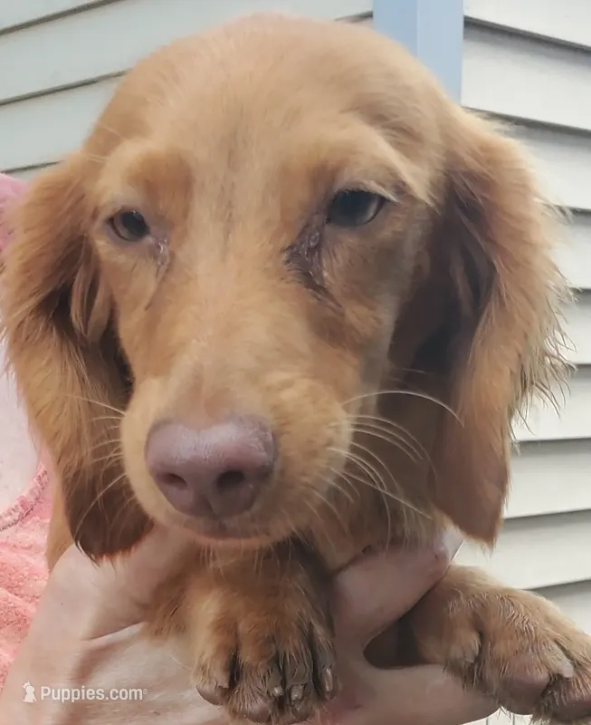 Prissy, piebald, AKC