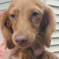 Prissy, piebald, AKC, a female Miniature Dachshund for sale in Tuscaloosa, AL – Photo 1 of 8