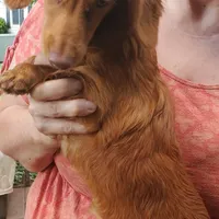 Prissy, piebald, AKC, a female Miniature Dachshund for sale in Tuscaloosa, AL – Photo 6 of 8