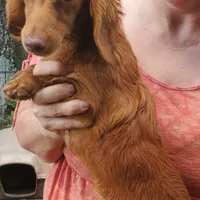 Prissy, piebald, AKC, a female Miniature Dachshund for sale in Tuscaloosa, AL – Photo 8 of 8