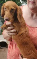 Prissy, piebald, AKC, a female Miniature Dachshund for sale in Tuscaloosa, AL – Photo 8 of 8