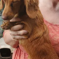 Prissy, piebald, AKC, a female Miniature Dachshund for sale in Tuscaloosa, AL – Photo 7 of 8