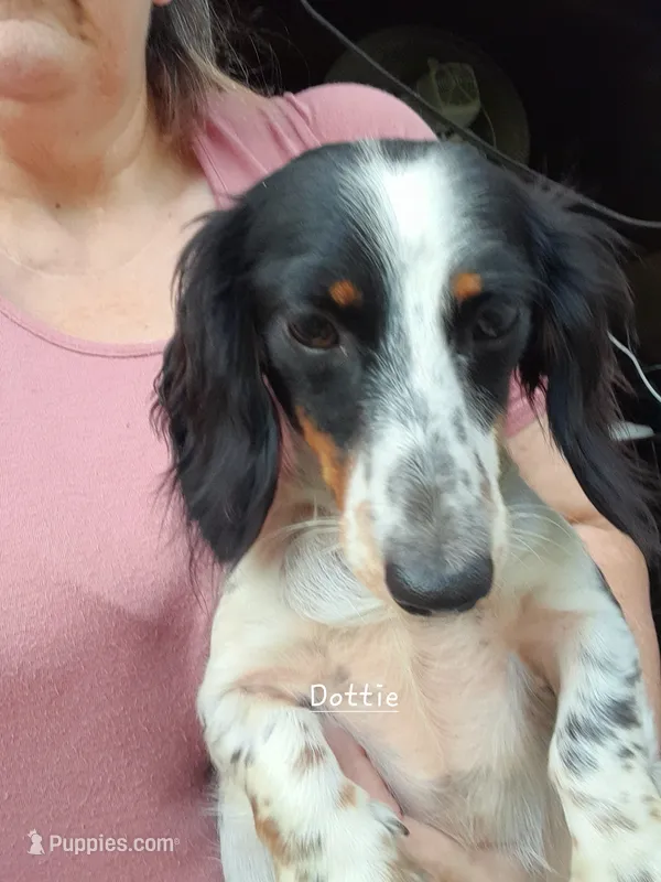 Dottie, retiring March 2026