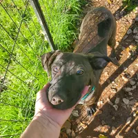 Ezra, rescue, a male American Pit Bull Terrier for sale in Tuscaloosa, AL – Photo 3 of 5