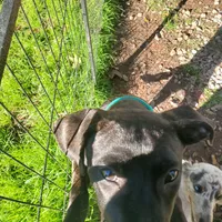 Ezra, rescue, a male American Pit Bull Terrier for sale in Tuscaloosa, AL – Photo 4 of 5