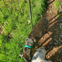 Ezra, rescue, a male American Pit Bull Terrier for sale in Tuscaloosa, AL – Photo 5 of 5