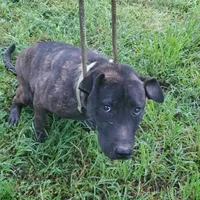 Ezra, rescue, a male American Pit Bull Terrier for sale in Tuscaloosa, AL – Photo 1 of 5