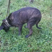 Ezra, rescue, a male American Pit Bull Terrier for sale in Tuscaloosa, AL – Photo 2 of 5