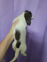 BeeGee, dapple piebald brindle long hair, AKC, a female Miniature Dachshund for sale in Tuscaloosa, AL – Photo 2 of 4