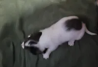 BeeGee, dapple piebald brindle long hair, AKC, a female Miniature Dachshund for sale in Tuscaloosa, AL – Photo 4 of 4