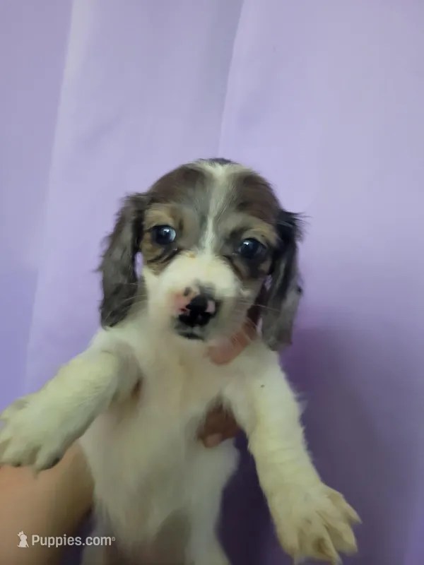 BeeGee, dapple piebald brindle long hair, AKC – Miniature Dachshund puppy for sale in Tuscaloosa, AL