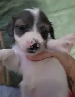 BeeGee, dapple piebald brindle long hair, AKC, a female Miniature Dachshund for sale in Tuscaloosa, AL – Photo 3 of 4