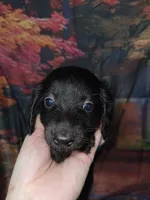 Mason, AKC, a male Miniature Dachshund for sale in Tuscaloosa, AL – 4 of 5