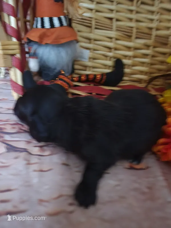 Lola, AKC – Miniature Dachshund puppy for sale in Tuscaloosa, AL