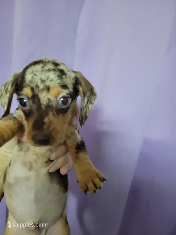 Matty, wirehair, AKC – Miniature Dachshund puppy for sale in Tuscaloosa, AL