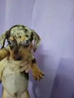 Matty, wirehair, AKC, a male Miniature Dachshund for sale in Tuscaloosa, AL – Photo 1 of 4