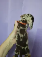 Matty, wirehair, AKC, a male Miniature Dachshund for sale in Tuscaloosa, AL – Photo 2 of 4